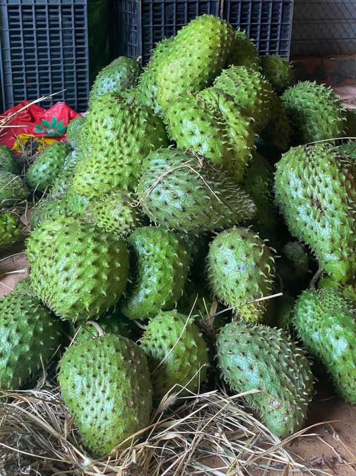 Sau cơn sốt trà mãng cầu xiêm, giá loại quả này hiện nay ra sao?- Ảnh 2. Sau cơn sốt trà mãng cầu xiêm, giá loại quả này hiện nay ra sao?- Ảnh 2.