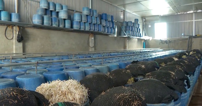 Bách Hoá Xanh nói gì khi bán hàng trăm kg giá đỗ ngâm hóa chất?- Ảnh 1. Bách Hoá Xanh nói gì khi bán hàng trăm kg giá đỗ ngâm hóa chất?- Ảnh 1.