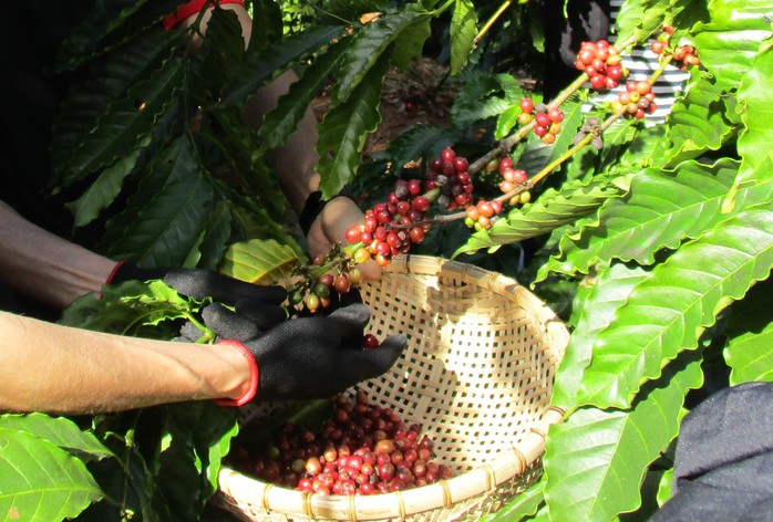 Giá cà phê hôm nay 29-12: Giảm mạnh rồi “đi ngang” dò đường- Ảnh 1. Giá cà phê hôm nay 29-12: Giảm mạnh rồi “đi ngang” dò đường- Ảnh 1.