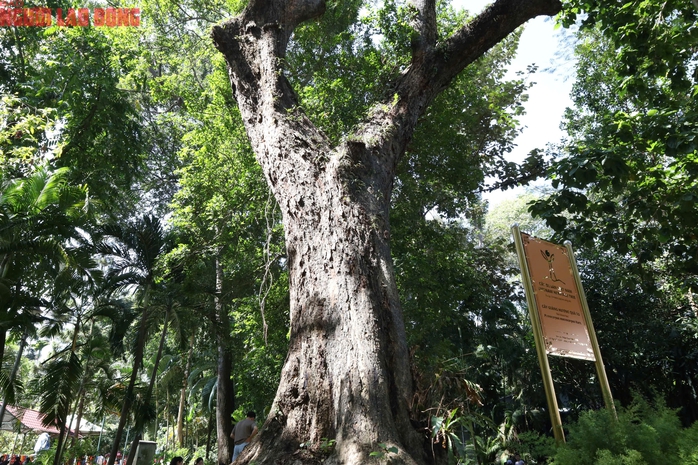 Thảo Cầm Viên: 8 cây di sản kể chuyện lịch sử thiên nhiên- Ảnh 8. Thảo Cầm Viên: 8 cây di sản kể chuyện lịch sử thiên nhiên- Ảnh 8.