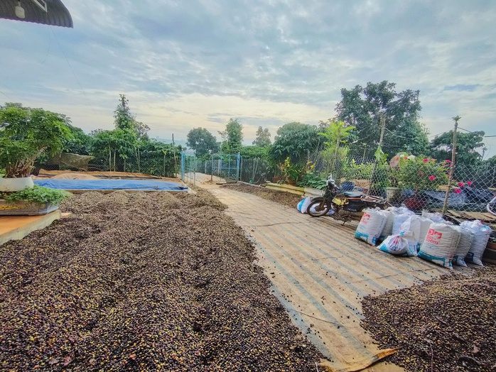 Giá cà phê hôm nay 30-12: Chuyện lạ mùa cà phê 2024-2025- Ảnh 2. Giá cà phê hôm nay 30-12: Chuyện lạ mùa cà phê 2024-2025- Ảnh 2.