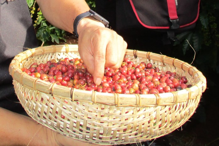 Giá cà phê hôm nay 4-12: Giá lại giảm mạnh, có nên bán tháo?- Ảnh 1. Giá cà phê hôm nay 4-12: Giá lại giảm mạnh, có nên bán tháo?- Ảnh 1.