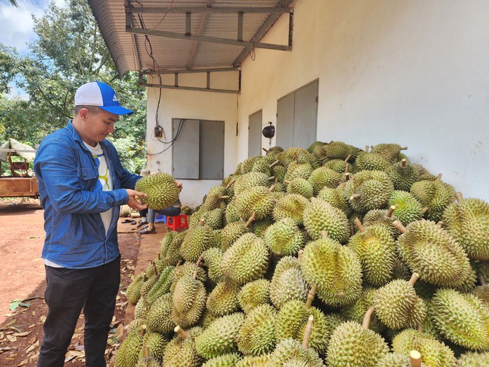 Sầu riêng xuất khẩu với giá cao mang lại cuộc sống ấm no cho người dân Tây Nguyên. Ảnh: CAO NGUYÊN Sầu riêng xuất khẩu với giá cao mang lại cuộc sống ấm no cho người dân Tây Nguyên. Ảnh: CAO NGUYÊN