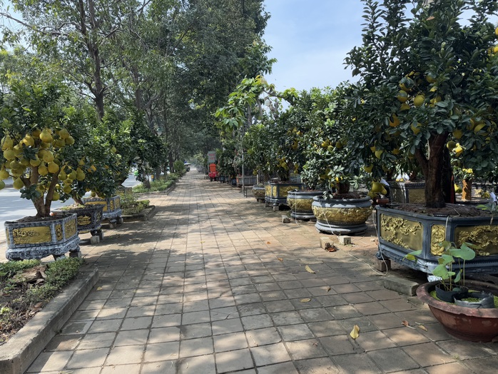 Hình ảnh bưởi Diễn bắt đầu đổ về TP HCM bán Tết- Ảnh 1. Hình ảnh bưởi Diễn bắt đầu đổ về TP HCM bán Tết- Ảnh 1.