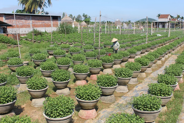Về sông Vệ, nghe chuyện trồng hoa- Ảnh 1. Về sông Vệ, nghe chuyện trồng hoa- Ảnh 1.