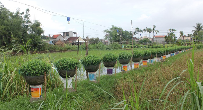 Về sông Vệ, nghe chuyện trồng hoa- Ảnh 2. Về sông Vệ, nghe chuyện trồng hoa- Ảnh 2.