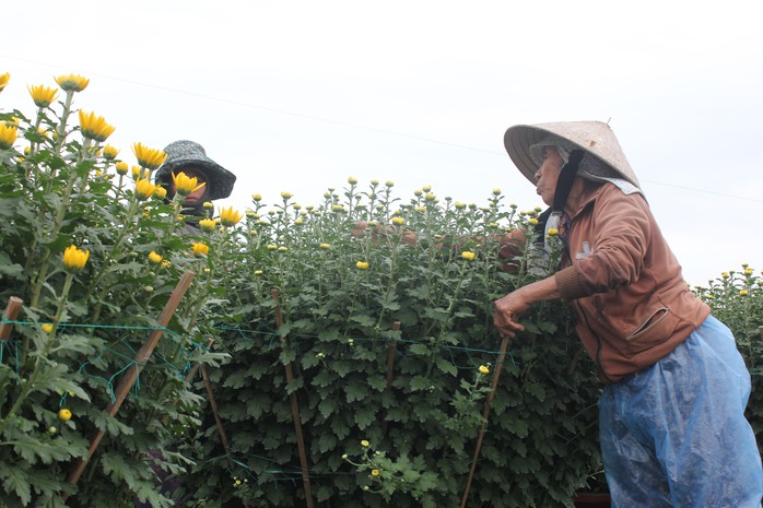 Về sông Vệ, nghe chuyện trồng hoa- Ảnh 4. Về sông Vệ, nghe chuyện trồng hoa- Ảnh 4.
