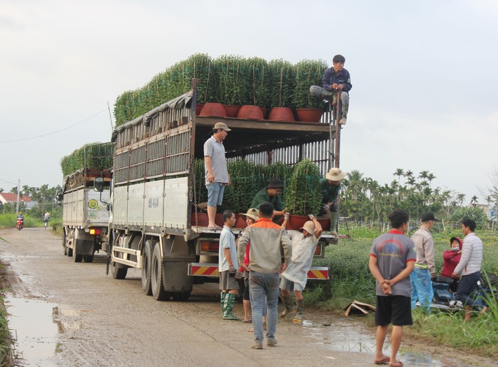 Về sông Vệ, nghe chuyện trồng hoa- Ảnh 5. Về sông Vệ, nghe chuyện trồng hoa- Ảnh 5.