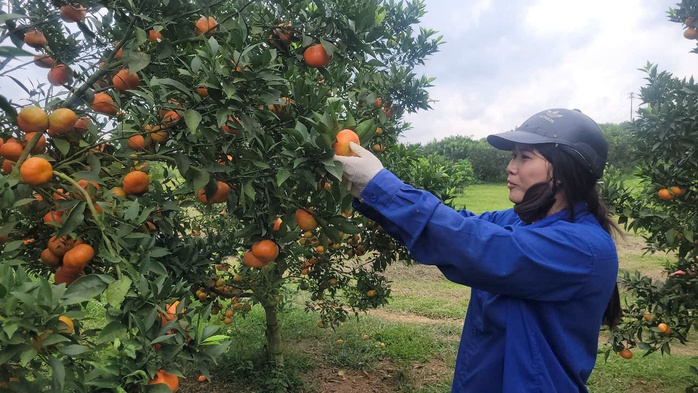 Về "thủ phủ" cam nổi tiếng ở miền Bắc, nông dân thu hàng trăm triệu đồng đến tiền tỉ mỗi ha- Ảnh 1.