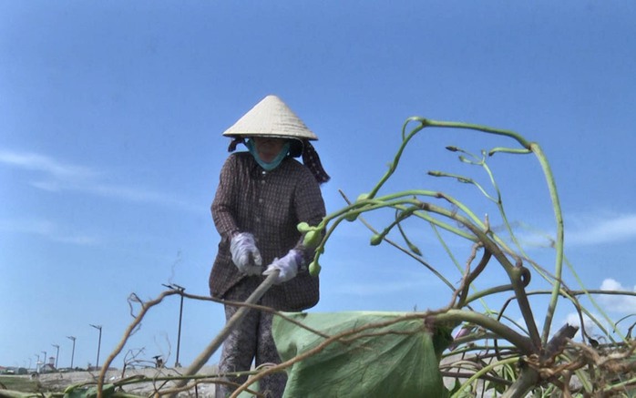 Bà Phạm Ngọc Mẫn miệt mài làm sạch bờ biển Phước Thể mỗi ngày Ảnh: Ngọc Phượng Bà Phạm Ngọc Mẫn miệt mài làm sạch bờ biển Phước Thể mỗi ngày Ảnh: Ngọc Phượng