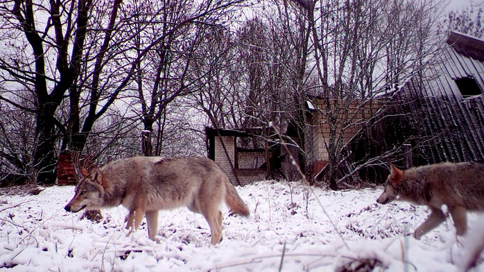 Tiết lộ về khả năng bất ngờ của sói Chernobyl- Ảnh 1. Tiết lộ về khả năng bất ngờ của sói Chernobyl- Ảnh 1.