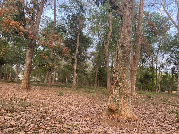 Vườn cao su trăm tuổi ở Đồng Nai- Ảnh 8. Vườn cao su trăm tuổi ở Đồng Nai- Ảnh 8.