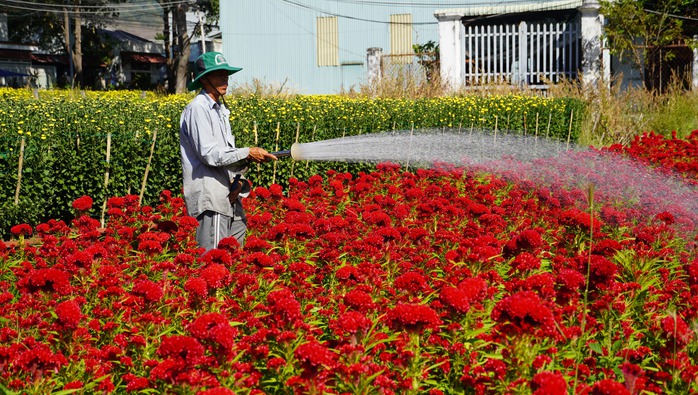 Sắc xuân trên những làng hoa Tết- Ảnh 3. Sắc xuân trên những làng hoa Tết- Ảnh 3.