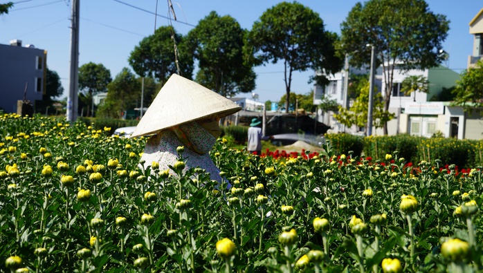 Sắc xuân trên những làng hoa Tết- Ảnh 4. Sắc xuân trên những làng hoa Tết- Ảnh 4.