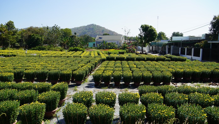 Sắc xuân trên những làng hoa Tết- Ảnh 1. Sắc xuân trên những làng hoa Tết- Ảnh 1.
