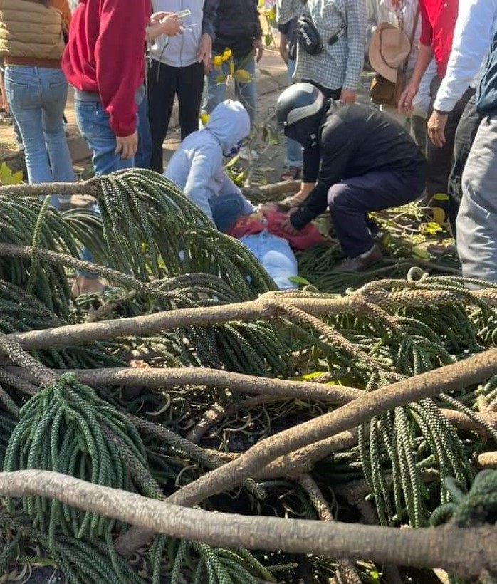 Thiếu nữ bán hoa tươi bị cây ngã đè tử vong mùng 4 Tết- Ảnh 1. Thiếu nữ bán hoa tươi bị cây ngã đè tử vong mùng 4 Tết- Ảnh 1.
