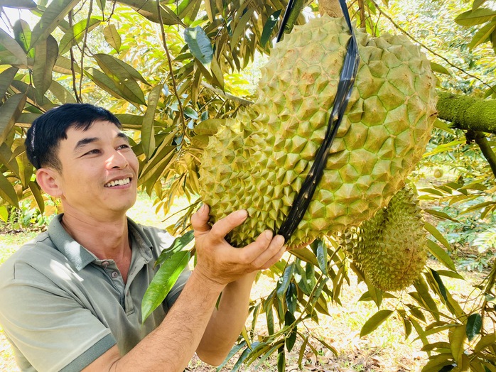 Sầu riêng nghịch mùa thu bạc tỉ dịp Tết- Ảnh 2. Sầu riêng nghịch mùa thu bạc tỉ dịp Tết- Ảnh 2.