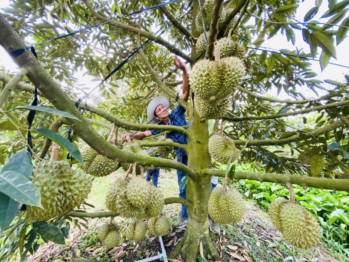 Sầu riêng nghịch mùa thu bạc tỉ dịp Tết- Ảnh 1. Sầu riêng nghịch mùa thu bạc tỉ dịp Tết- Ảnh 1.