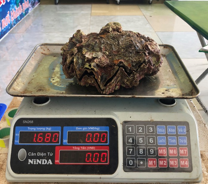 Cận cảnh loài hàu răng cưa khổng lồ hút khách ở Cồn Cỏ- Ảnh 7. Cận cảnh loài hàu răng cưa khổng lồ hút khách ở Cồn Cỏ- Ảnh 7.
