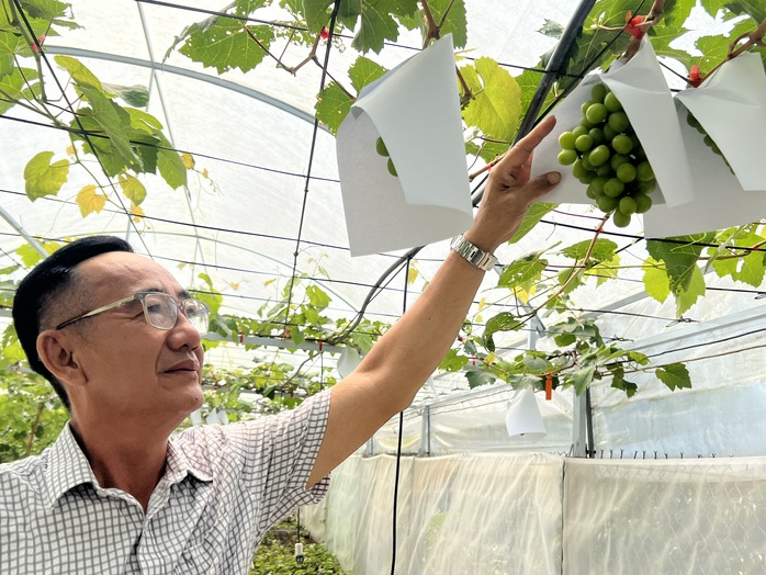 Vườn nho mẫu đơn đắt đỏ ở Cần Thơ- Ảnh 1. Vườn nho mẫu đơn đắt đỏ ở Cần Thơ- Ảnh 1.