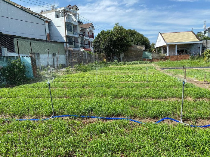 Những khu phố xanh màu lá- Ảnh 4. Những khu phố xanh màu lá- Ảnh 4.
