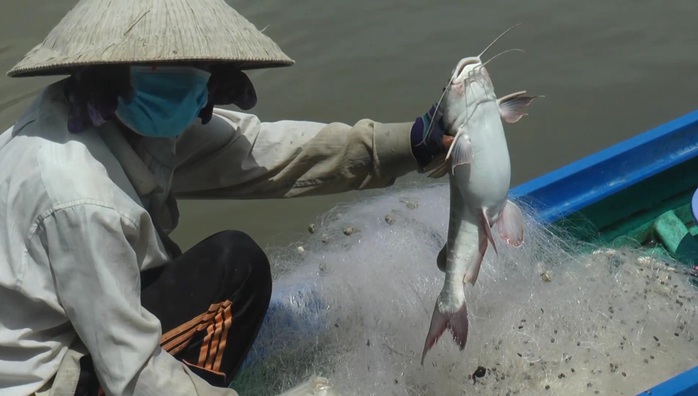 CLIP: Trải nghiệm bắt cá vồ chó trên sông ở Cà Mau- Ảnh 5. CLIP: Trải nghiệm bắt cá vồ chó trên sông ở Cà Mau- Ảnh 5.