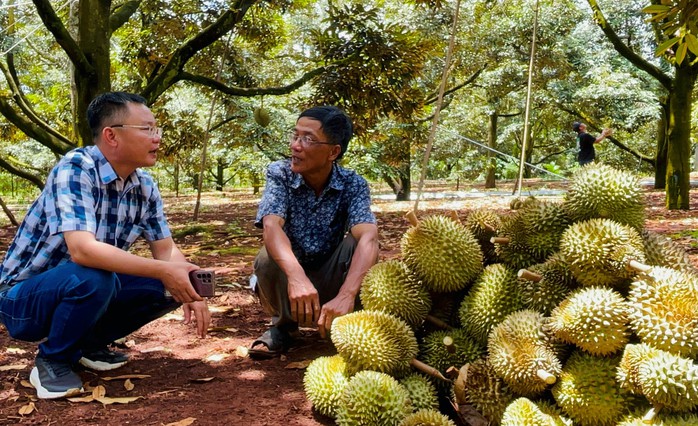 Những nông dân "tỉ phú" sầu riêng- Ảnh 3. Những nông dân "tỉ phú" sầu riêng- Ảnh 3.