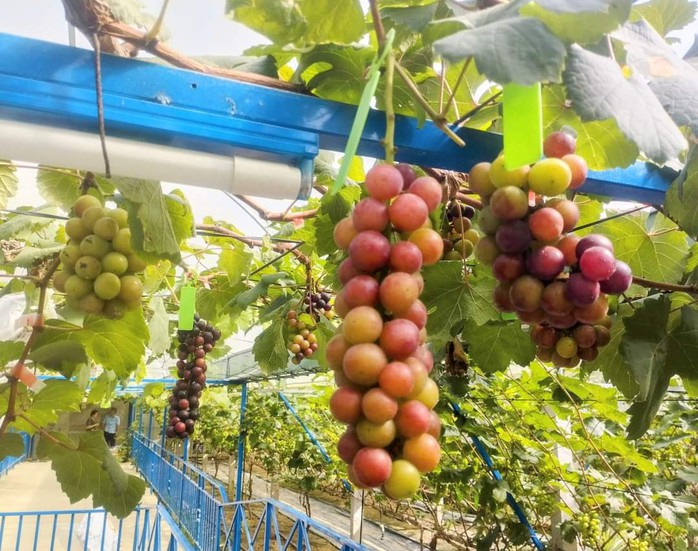 Vườn nho mẫu đơn đắt đỏ ở Cần Thơ- Ảnh 9. Vườn nho mẫu đơn đắt đỏ ở Cần Thơ- Ảnh 9.