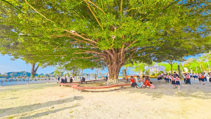 Bạn đã biết gì về cây sanh cổ thụ ở quảng trường Quốc học Huế?- Ảnh 1. Bạn đã biết gì về cây sanh cổ thụ ở quảng trường Quốc học Huế?- Ảnh 1.