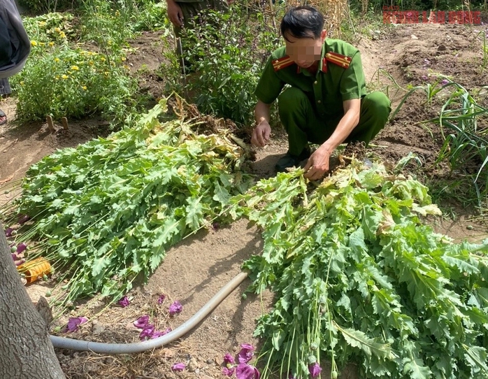 Kiểm tra vườn rau, công an phát hiện cả vườn thuốc phiện- Ảnh 1. Kiểm tra vườn rau, công an phát hiện cả vườn thuốc phiện- Ảnh 1.