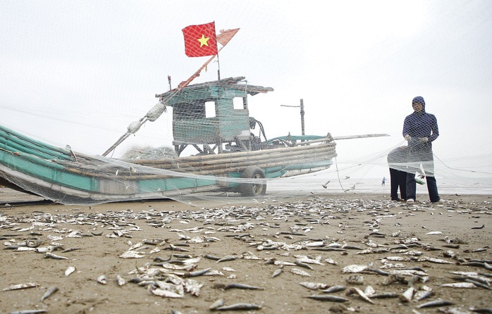 Ngư dân đánh bắt hàng tấn cá trích, kiếm hàng chục triệu mỗi ngày- Ảnh 1. Ngư dân đánh bắt hàng tấn cá trích, kiếm hàng chục triệu mỗi ngày- Ảnh 1.