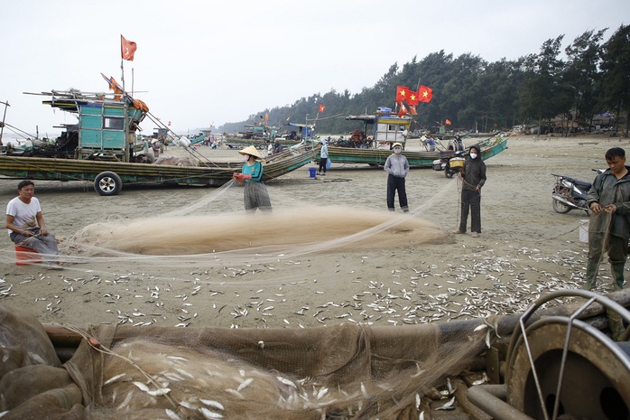 Ngư dân đánh bắt hàng tấn cá trích, kiếm hàng chục triệu mỗi ngày- Ảnh 9. Ngư dân đánh bắt hàng tấn cá trích, kiếm hàng chục triệu mỗi ngày- Ảnh 9.