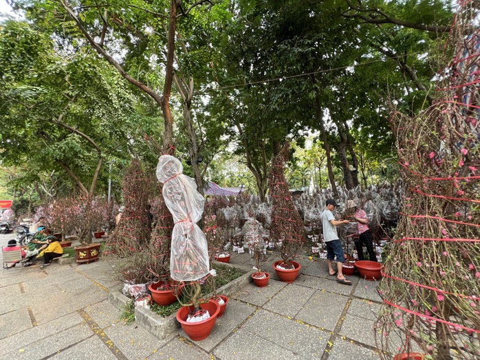 TP HCM: Tràn ngập hoa Tết, giá rẻ hơn mọi năm- Ảnh 6.