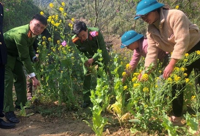 Kiểm tra vườn rau, phát hiện người phụ nữ trồng hơn 150 cây thuốc phiện- Ảnh 1. Kiểm tra vườn rau, phát hiện người phụ nữ trồng hơn 150 cây thuốc phiện- Ảnh 1.