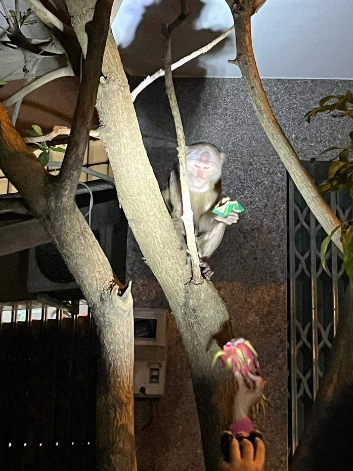 “Đệ tử Tôn Ngộ Không” xuống phố Tuy Hòa quậy phá- Ảnh 3. “Đệ tử Tôn Ngộ Không” xuống phố Tuy Hòa quậy phá- Ảnh 3.