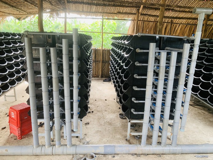 Mô hình nuôi cua lột trong hộp nhựa bằng hệ thống tuần hoàn tại hộ ông Vũ Hoàng Hùng ở huyện Cần Giờ, TP HCM Mô hình nuôi cua lột trong hộp nhựa bằng hệ thống tuần hoàn tại hộ ông Vũ Hoàng Hùng ở huyện Cần Giờ, TP HCM
