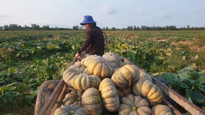 Tìm giải pháp ứng phó hạn, mặn- Ảnh 1. Tìm giải pháp ứng phó hạn, mặn- Ảnh 1.