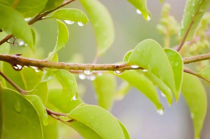 Tiết Vũ Thủy năm 2024 bắt đầu vào ngày 19-2, kéo dài trong 16 ngày. Ảnh: PhotoAC Tiết Vũ Thủy năm 2024 bắt đầu vào ngày 19-2, kéo dài trong 16 ngày. Ảnh: PhotoAC