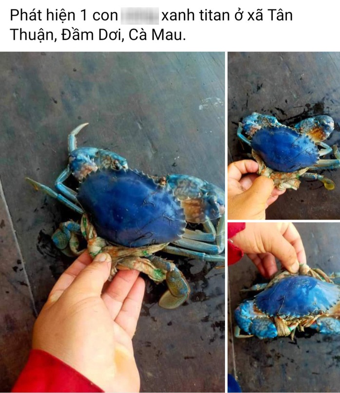 Cua biển có màu tím xanh gây Cua biển có màu tím xanh gây