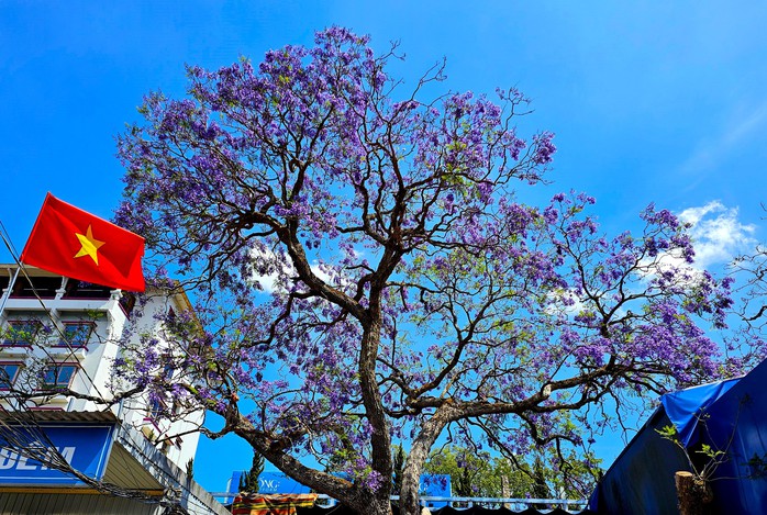 Đà Lạt là thành phố Lễ hội của Châu Á- Ảnh 1. Đà Lạt là thành phố Lễ hội của Châu Á- Ảnh 1.