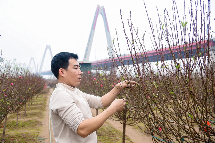 Làng đào rực rỡ đón Tết Giáp Thìn 2024- Ảnh 7. Làng đào rực rỡ đón Tết Giáp Thìn 2024- Ảnh 7.