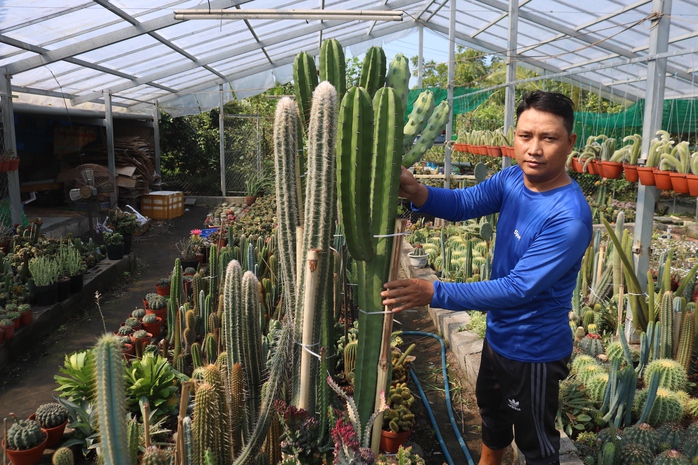 CLIP: Trồng xương rồng trong nhà kính, người đàn ông ở Cần Thơ "hốt bạc" dịp Tết- Ảnh 1. CLIP: Trồng tỷ lệ bóng đá kèo nhà cái trong nhà kính, người đàn ông ở Cần Thơ "hốt bạc" dịp Tết- Ảnh 1.