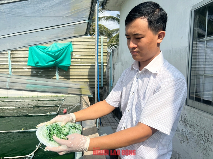 CLIP: Tảo "siêu thực phẩm" ở Vĩnh Long cháy hàng dịp Tết- Ảnh 8. CLIP: Tảo "siêu thực phẩm" ở Vĩnh Long cháy hàng dịp Tết- Ảnh 8.
