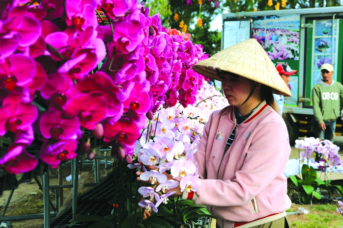 Hoa Tết Sài Gòn- Ảnh 2. Hoa Tết Sài Gòn- Ảnh 2.
