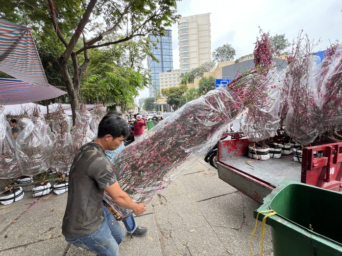 TP HCM: Đào giá rẻ được mua nhiều tại chợ hoa Tết- Ảnh 3. TP HCM: Đào giá rẻ được mua nhiều tại chợ hoa Tết- Ảnh 3.