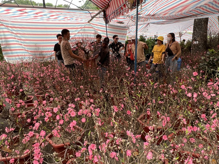 TP HCM: Đào giá rẻ được mua nhiều tại chợ hoa Tết- Ảnh 7. TP HCM: Đào giá rẻ được mua nhiều tại chợ hoa Tết- Ảnh 7.