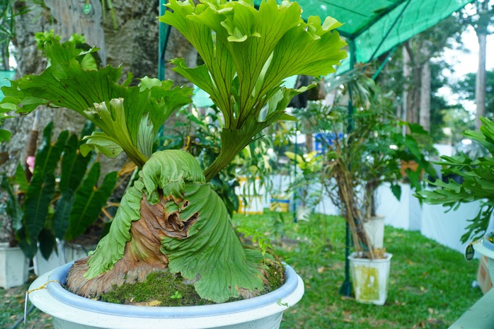 Hội Hoa Xuân TP HCM 2024: "Đã mắt" với nhiều hiện vật "độc, lạ"- Ảnh 3. Hội Hoa Xuân TP HCM 2024: "Đã mắt" với nhiều hiện vật "độc, lạ"- Ảnh 3.
