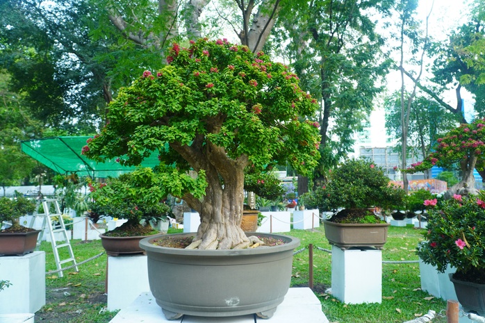 Hội Hoa Xuân TP HCM 2024: "Đã mắt" với nhiều hiện vật "độc, lạ"- Ảnh 4. Hội Hoa Xuân TP HCM 2024: "Đã mắt" với nhiều hiện vật "độc, lạ"- Ảnh 4.
