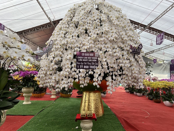Chậu lan hồ điệp, mai vàng tiền tỉ xuất hiện tại TP HCM- Ảnh 1. Chậu lan hồ điệp, mai vàng tiền tỉ xuất hiện tại TP HCM- Ảnh 1.