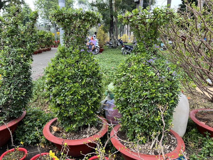 Chậu lan hồ điệp, mai vàng tiền tỉ xuất hiện tại TP HCM- Ảnh 6. Chậu lan hồ điệp, mai vàng tiền tỉ xuất hiện tại TP HCM- Ảnh 6.